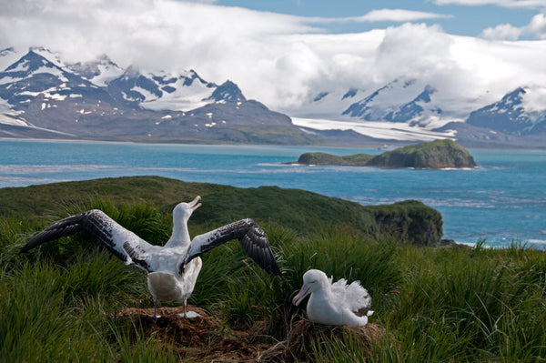 Eagle Eye Tours - Antarctica, South Georgia, Falklands Explorer