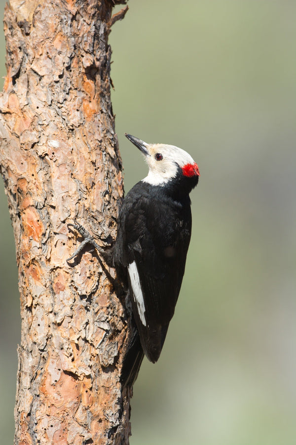 Eagle Eye Tours - Central California: Yosemite to Monterey