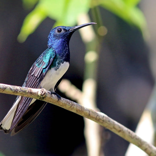 Belize & Tikal Birding with Canadian Geographic for Jan 31 - Feb 9, 2024