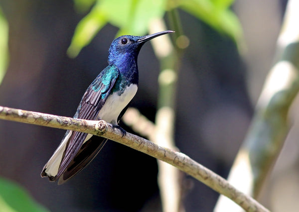Eagle Eye Tours - Belize & Tikal Birding with Canadian Geographic